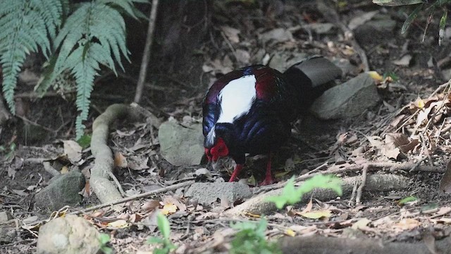 Swinhoe's Pheasant - ML634459930