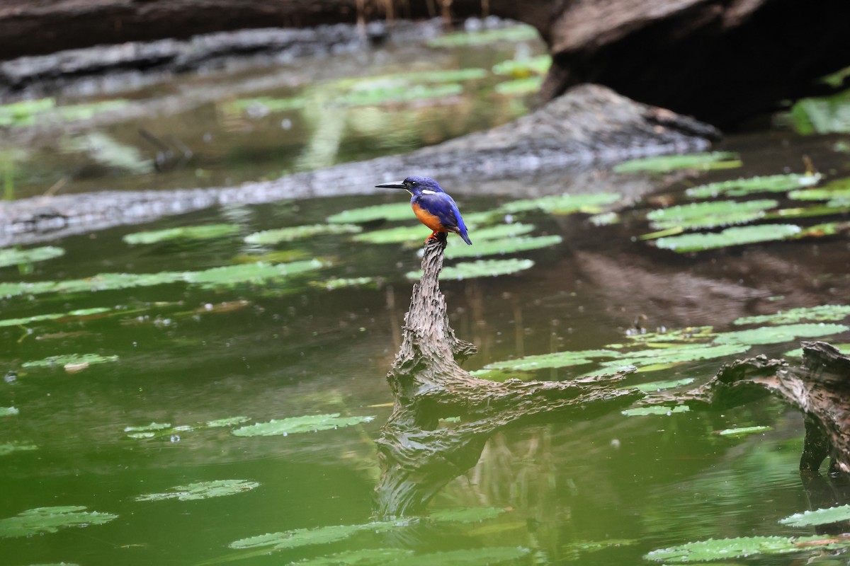 Shining-blue Kingfisher - ML634459956