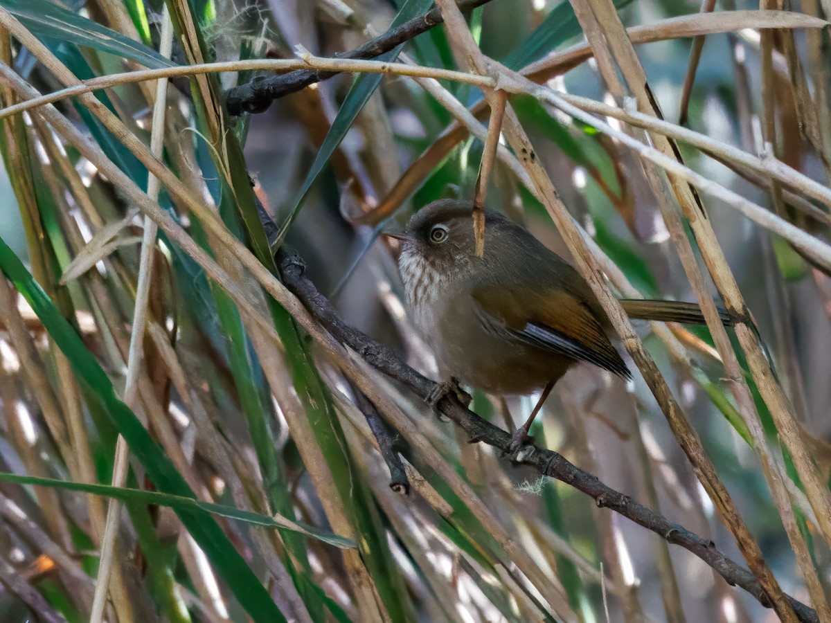 Taiwan Fulvetta - ML634460038