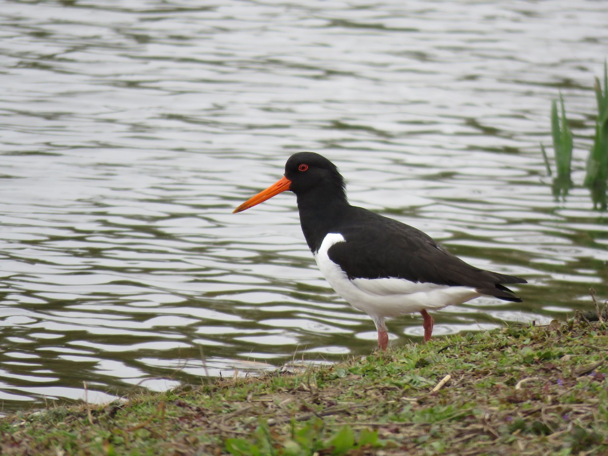 Eurasian Oystercatcher - ML634460147