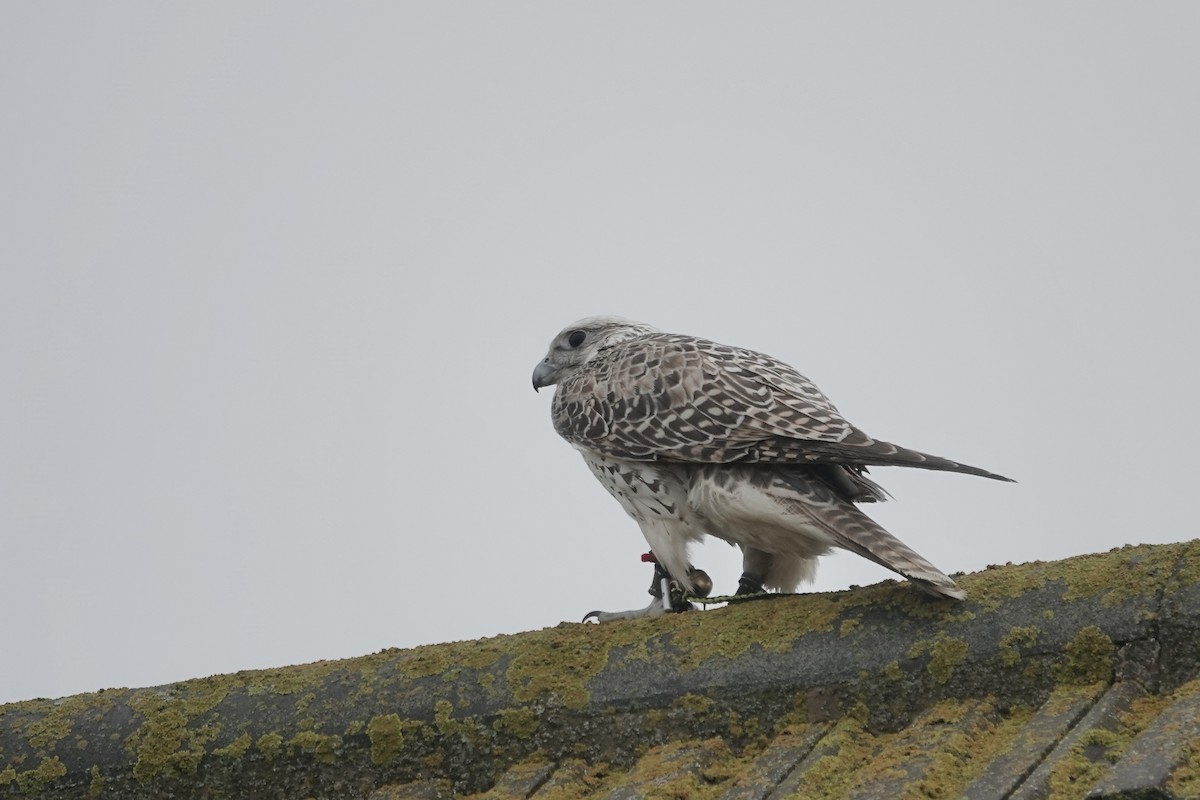 Gyrfalcon - ML634460165