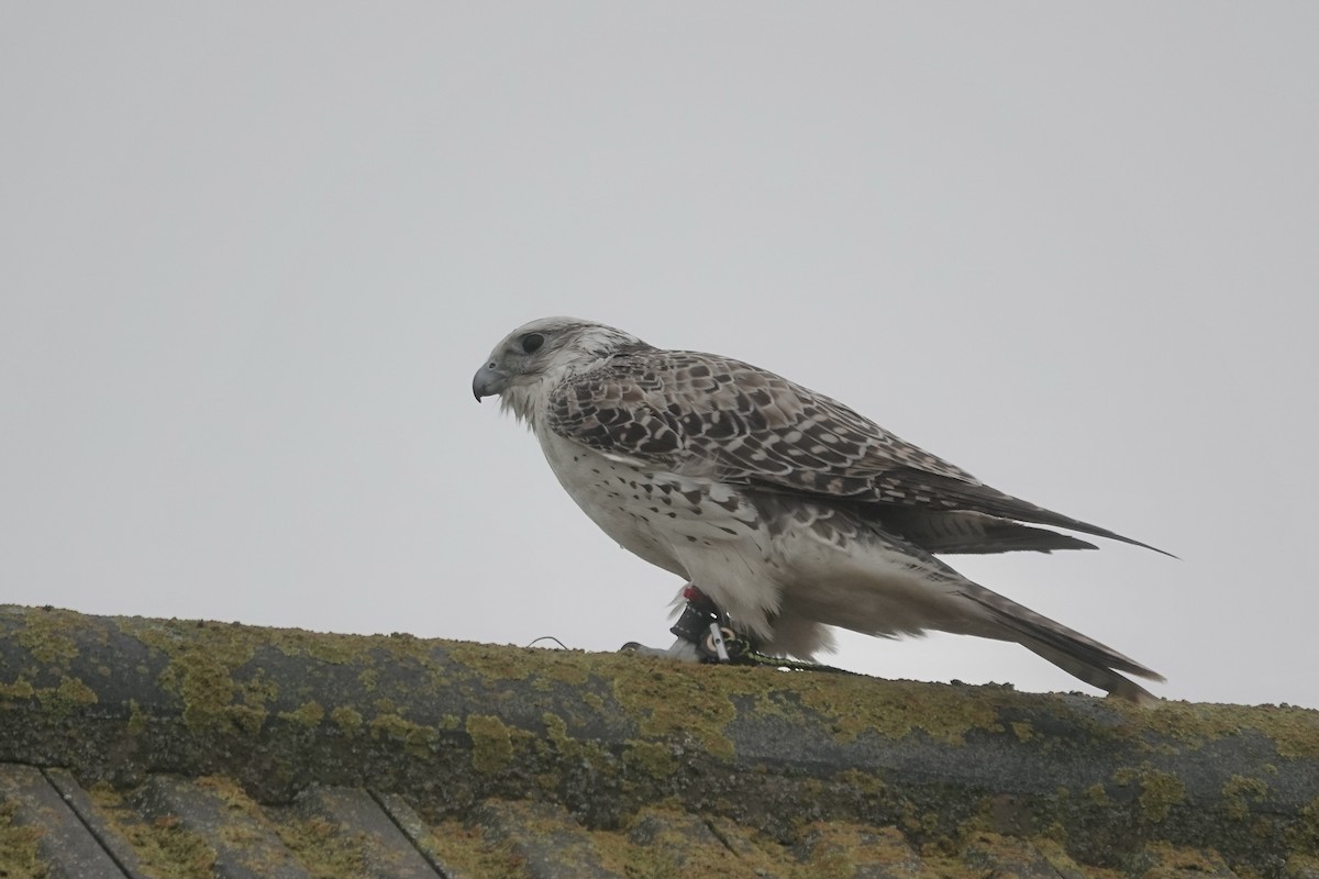 Gyrfalcon - ML634460173