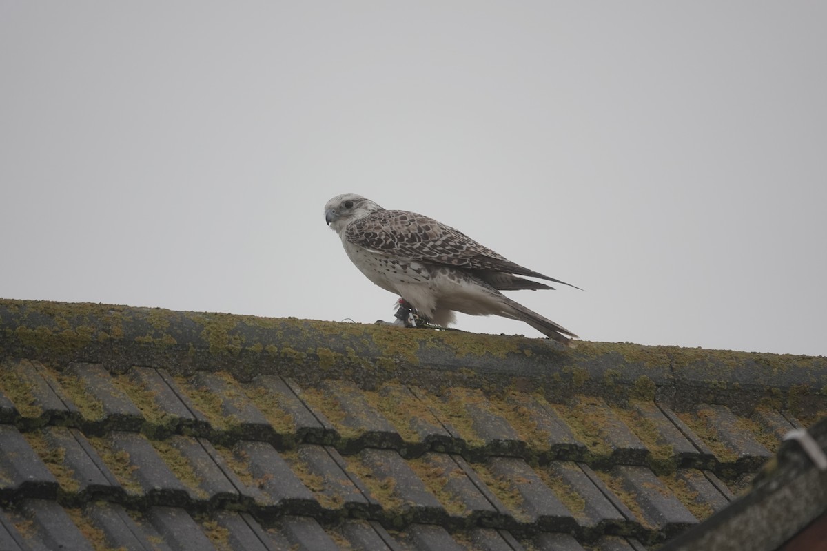 Gyrfalcon - ML634460177