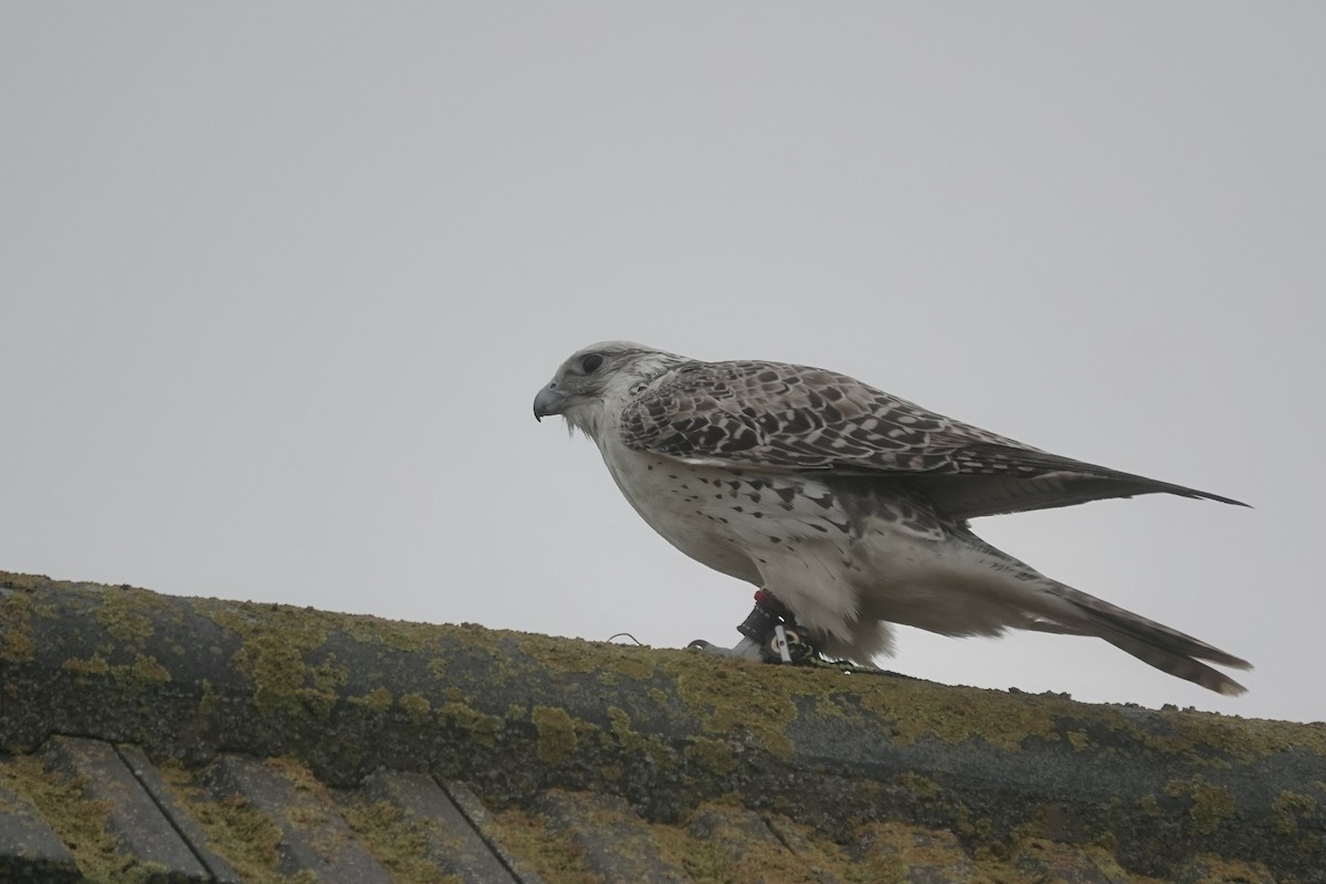 Gyrfalcon - ML634460179