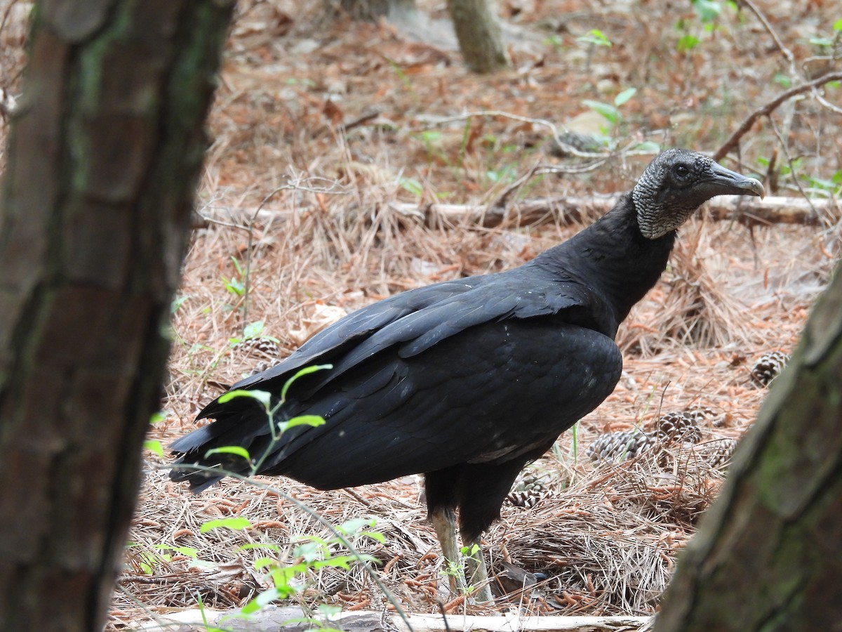 Black Vulture - ML634460269