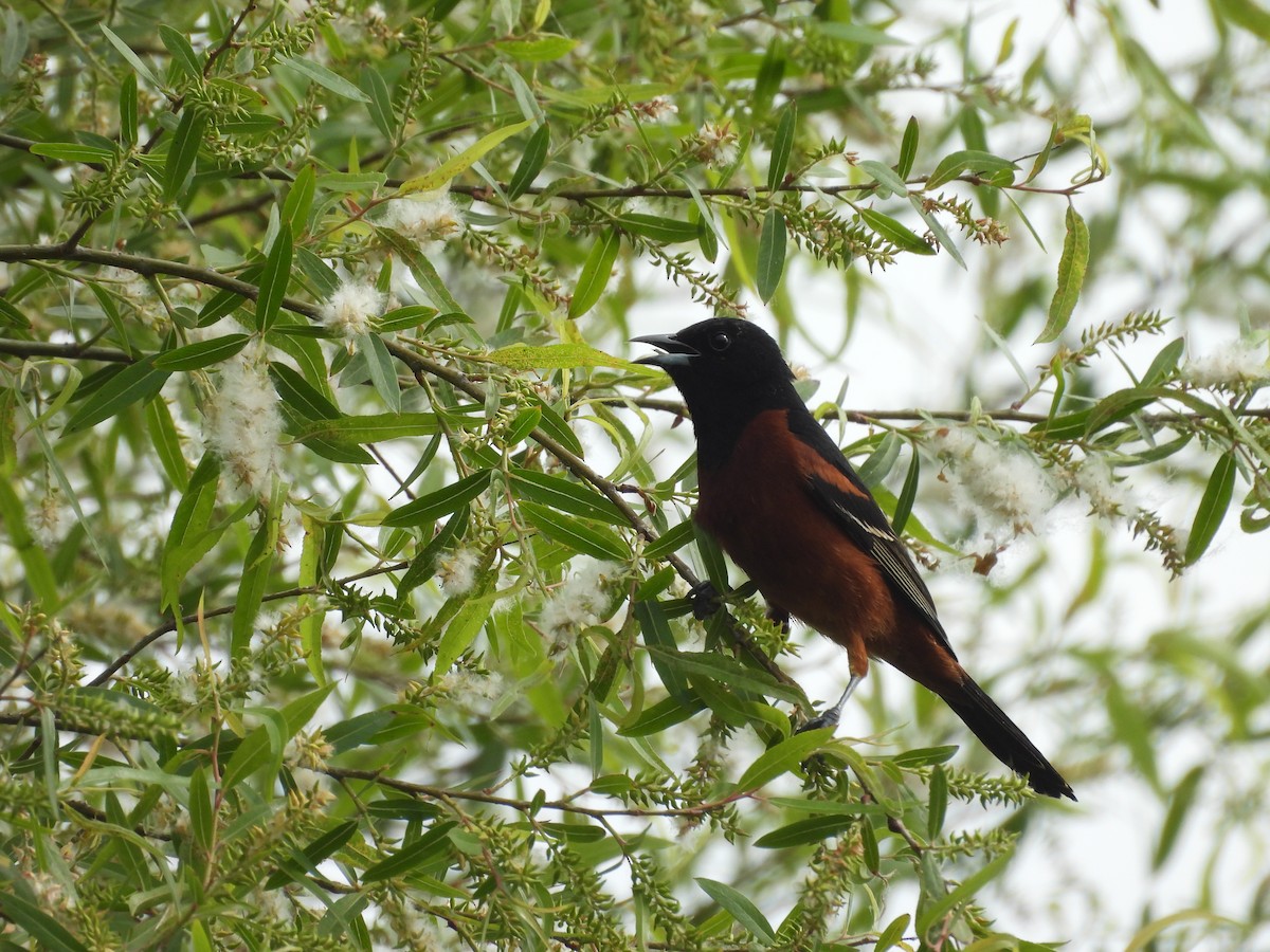 Orchard Oriole - ML634460281
