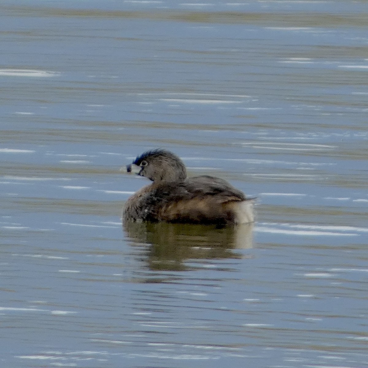 Pied-billed Grebe - ML634460350
