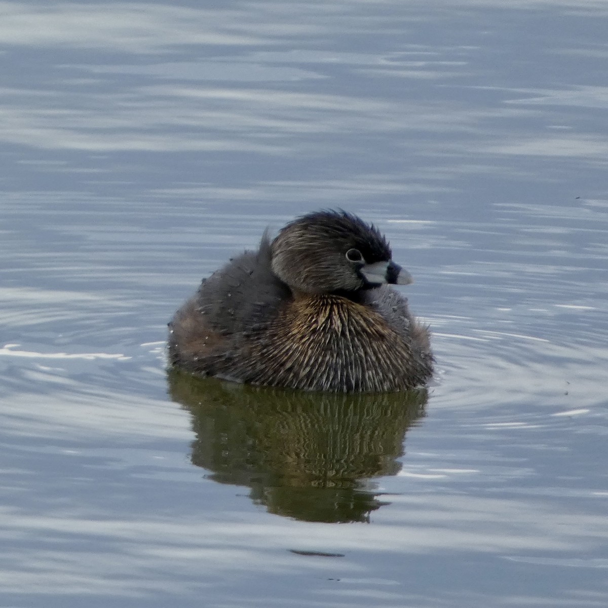 Pied-billed Grebe - ML634460352