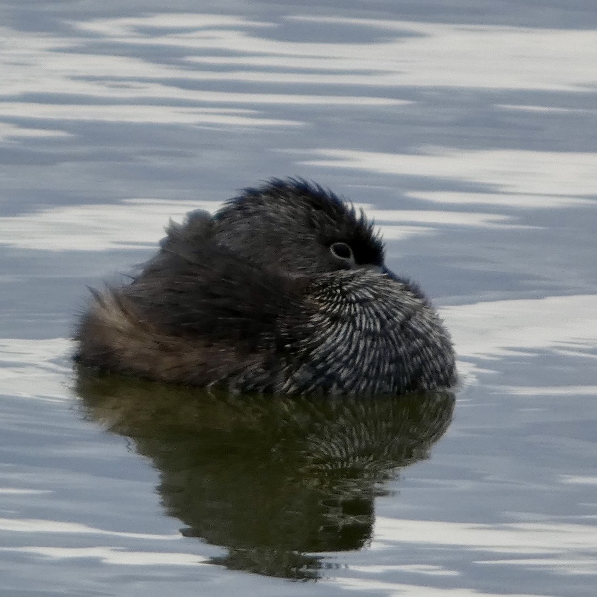 Pied-billed Grebe - ML634460353