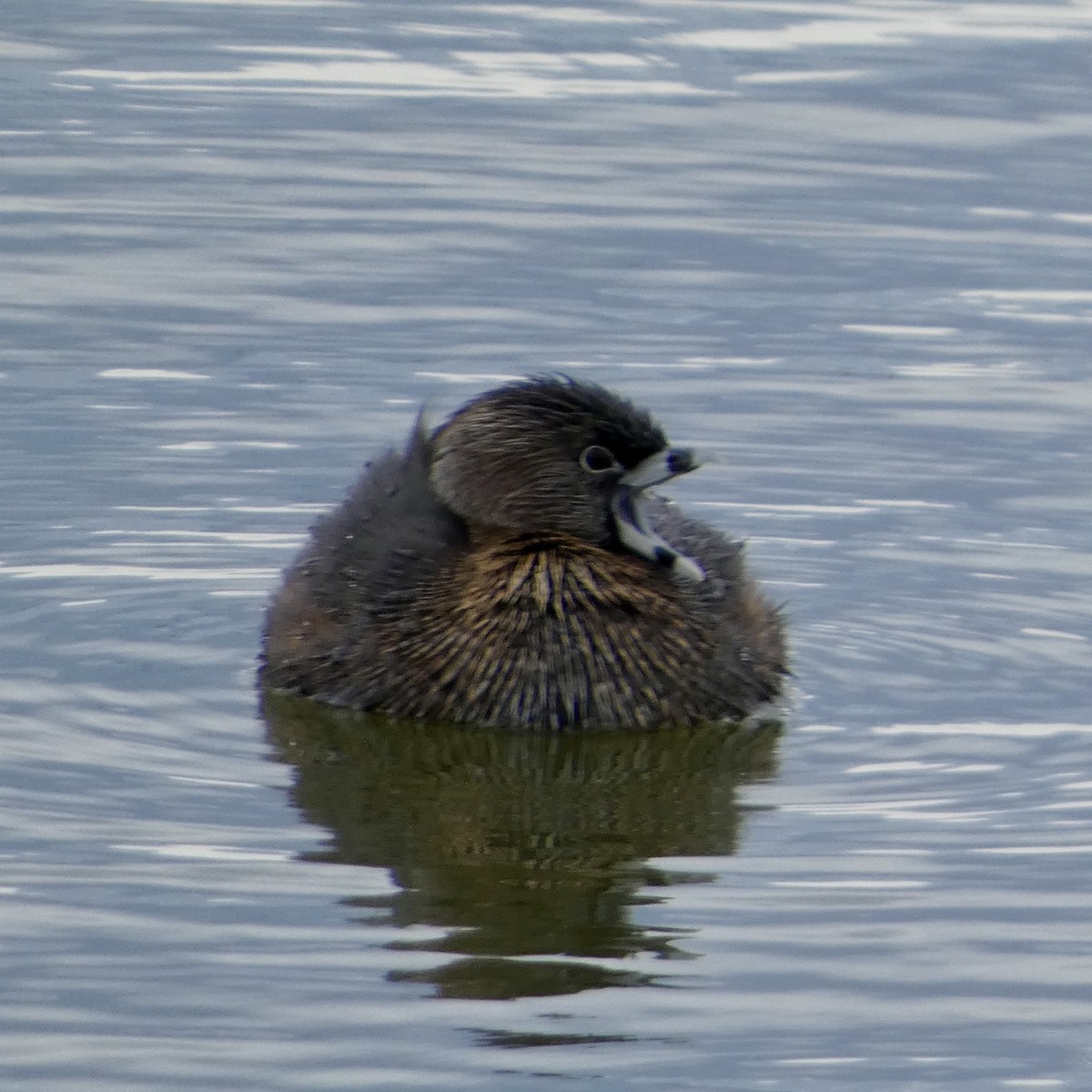 Pied-billed Grebe - ML634460354