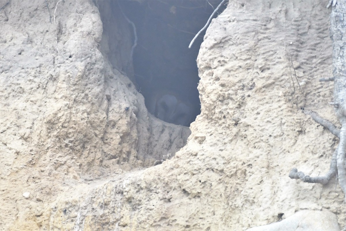 American Barn Owl - ML634460365