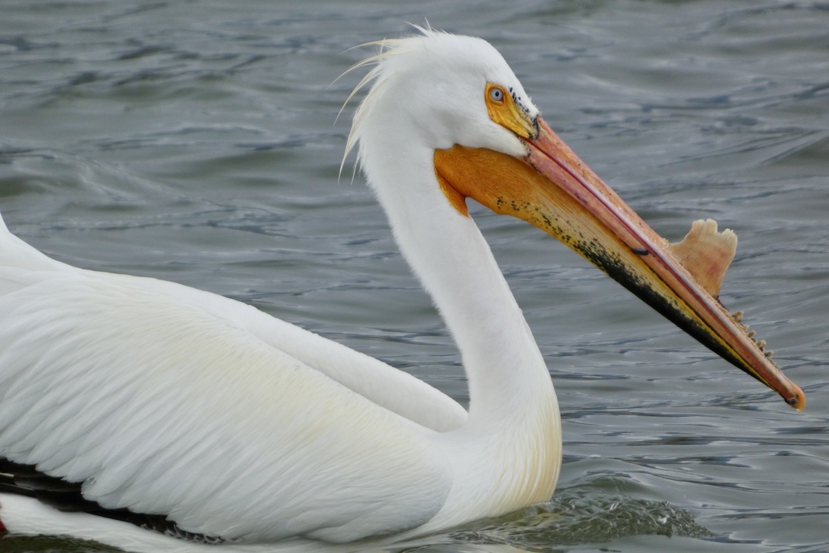 American White Pelican - ML634460397