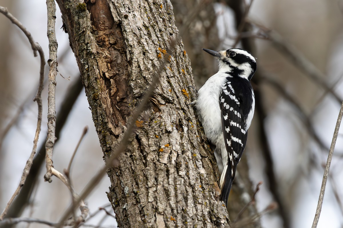 Hairy Woodpecker - ML634460428