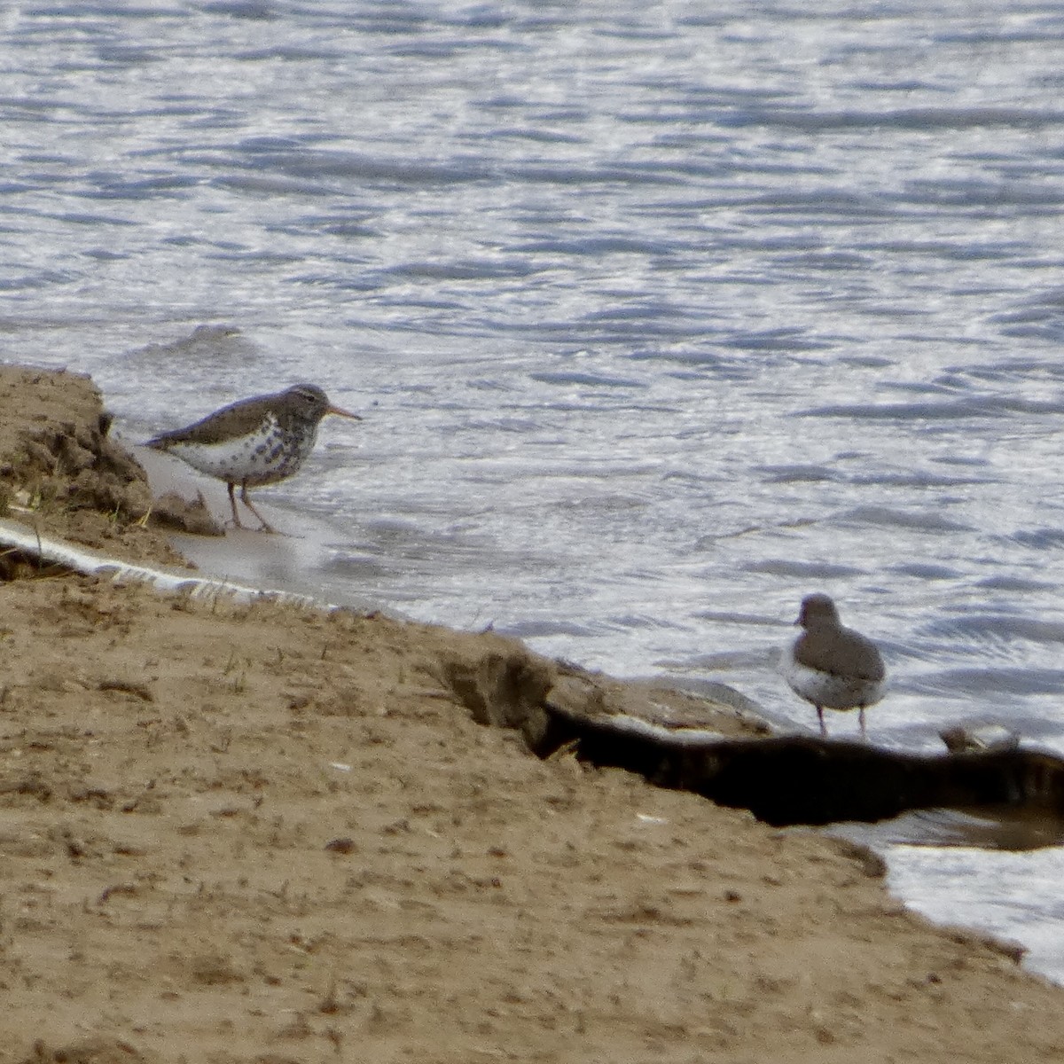 Spotted Sandpiper - ML634460532