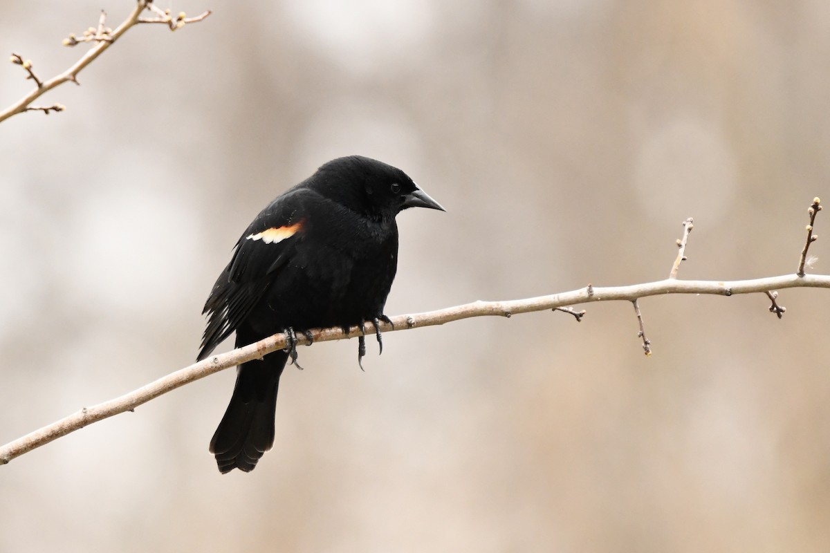 Red-winged Blackbird - ML634460771
