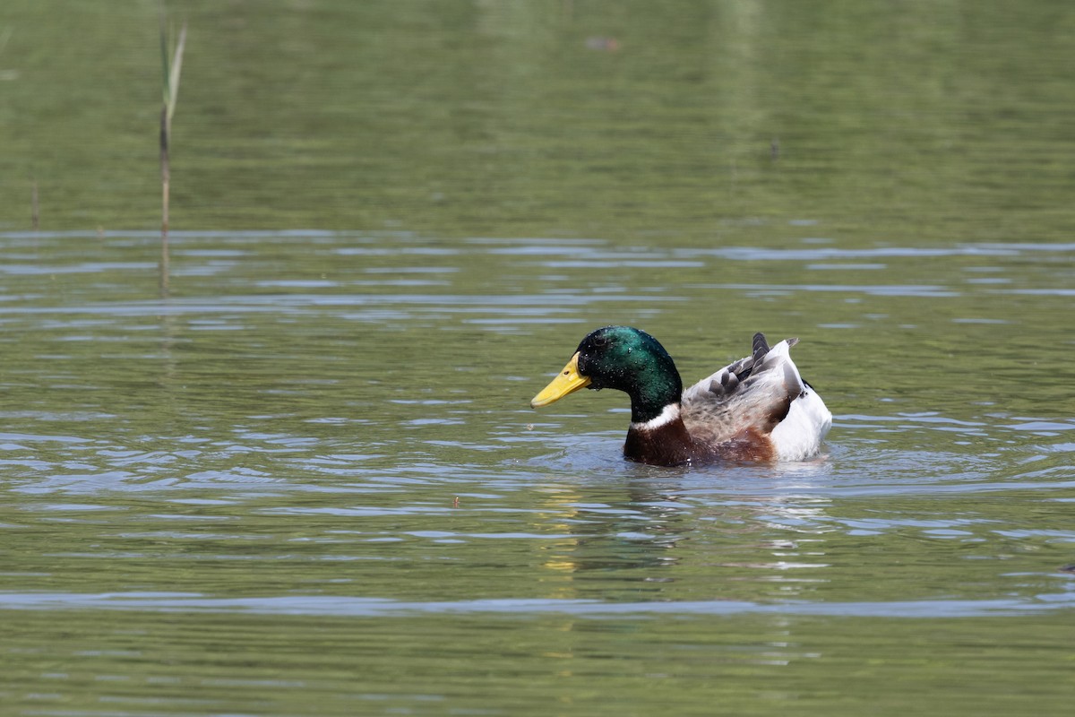Fehlfarben-Stockente/Hausente - ML634460772
