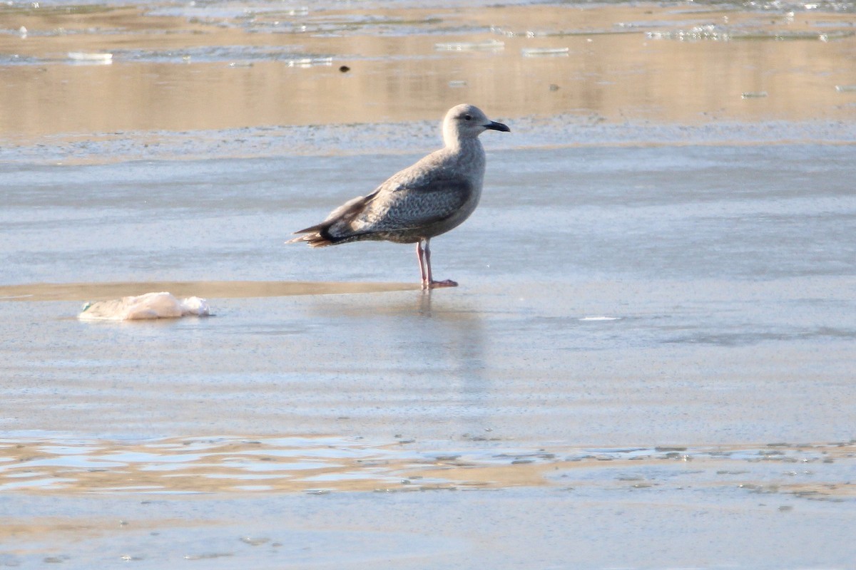 Iceland Gull - ML634460944