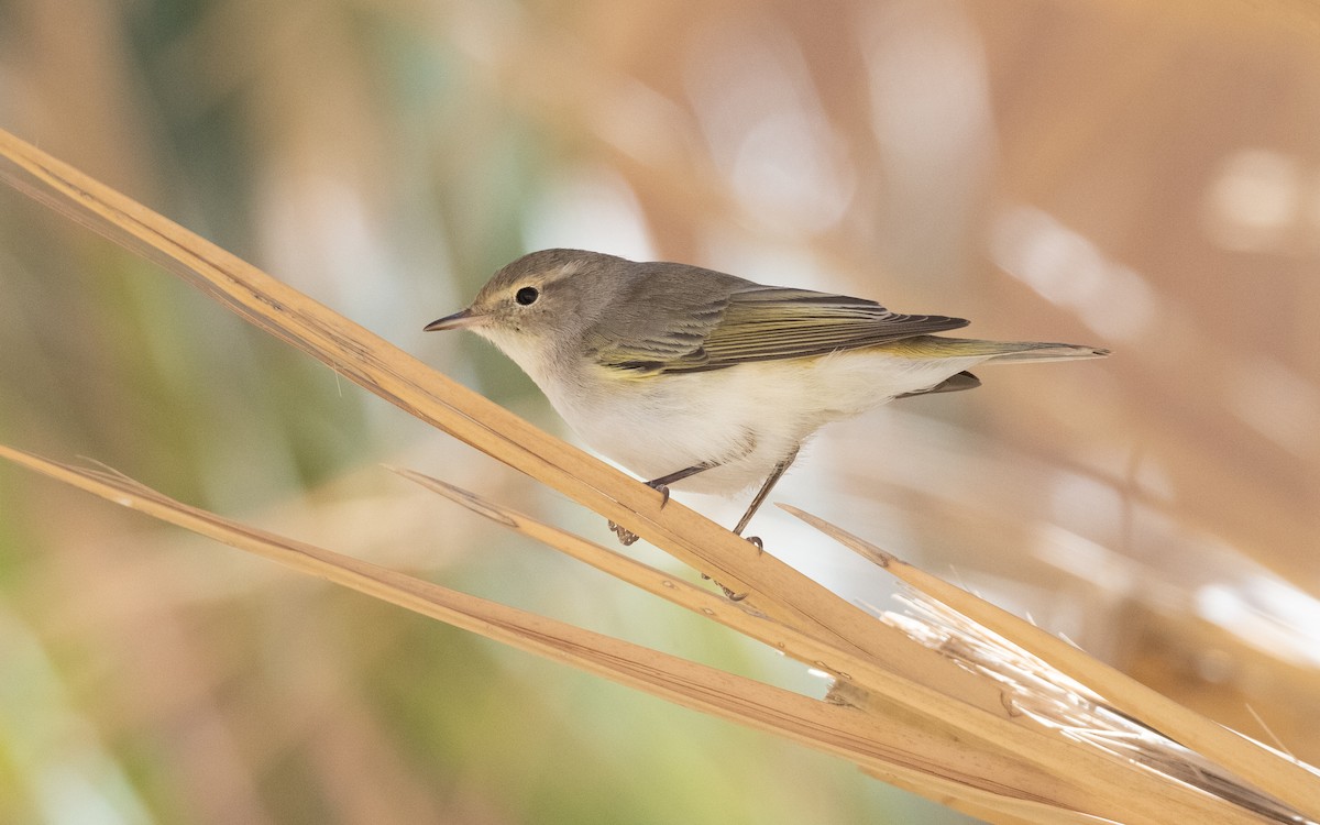 Western Bonelli's Warbler - ML634461079
