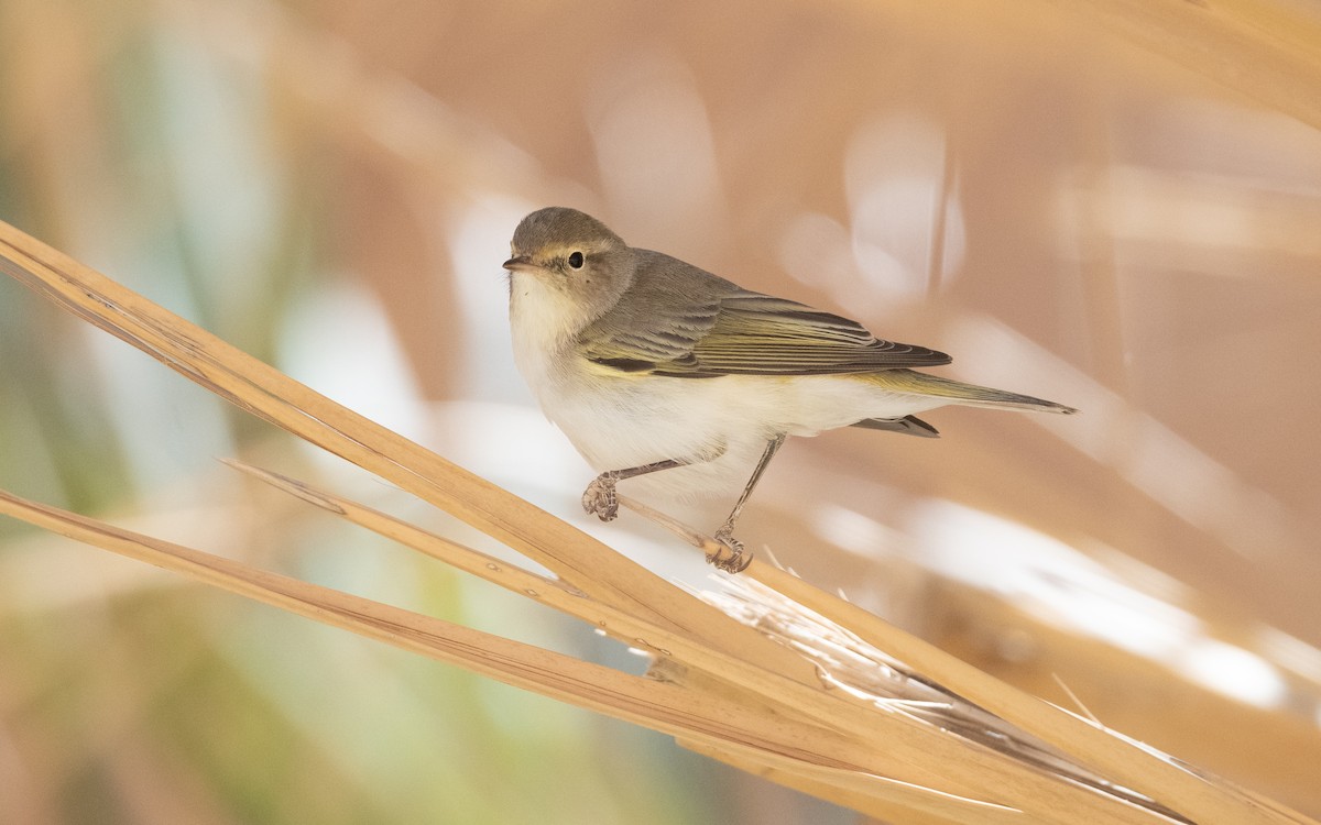 Western Bonelli's Warbler - ML634461081