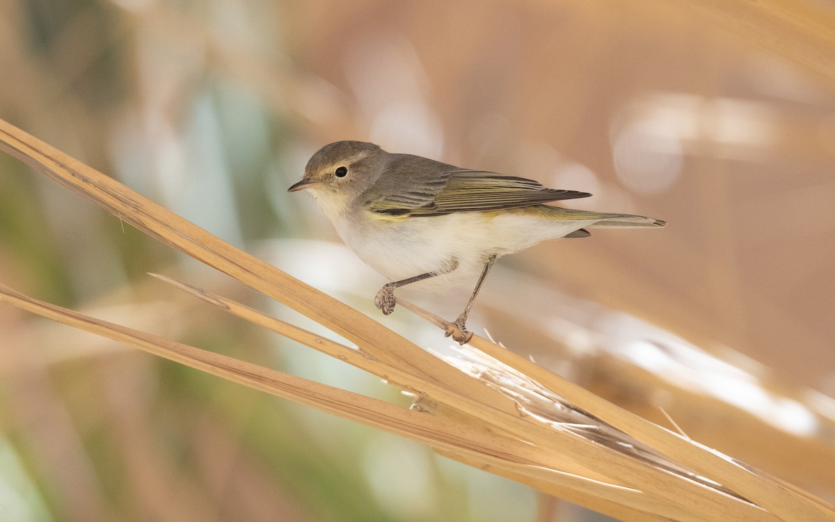 Western Bonelli's Warbler - ML634461082