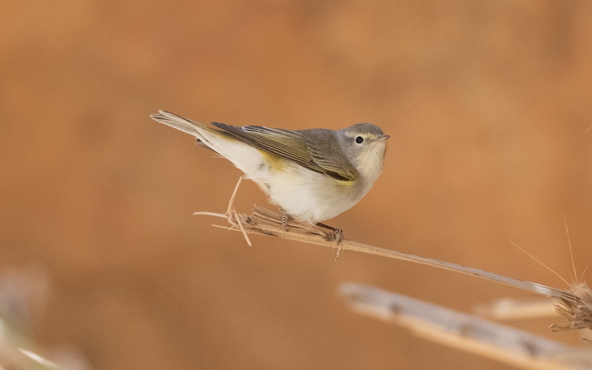 Western Bonelli's Warbler - ML634461083
