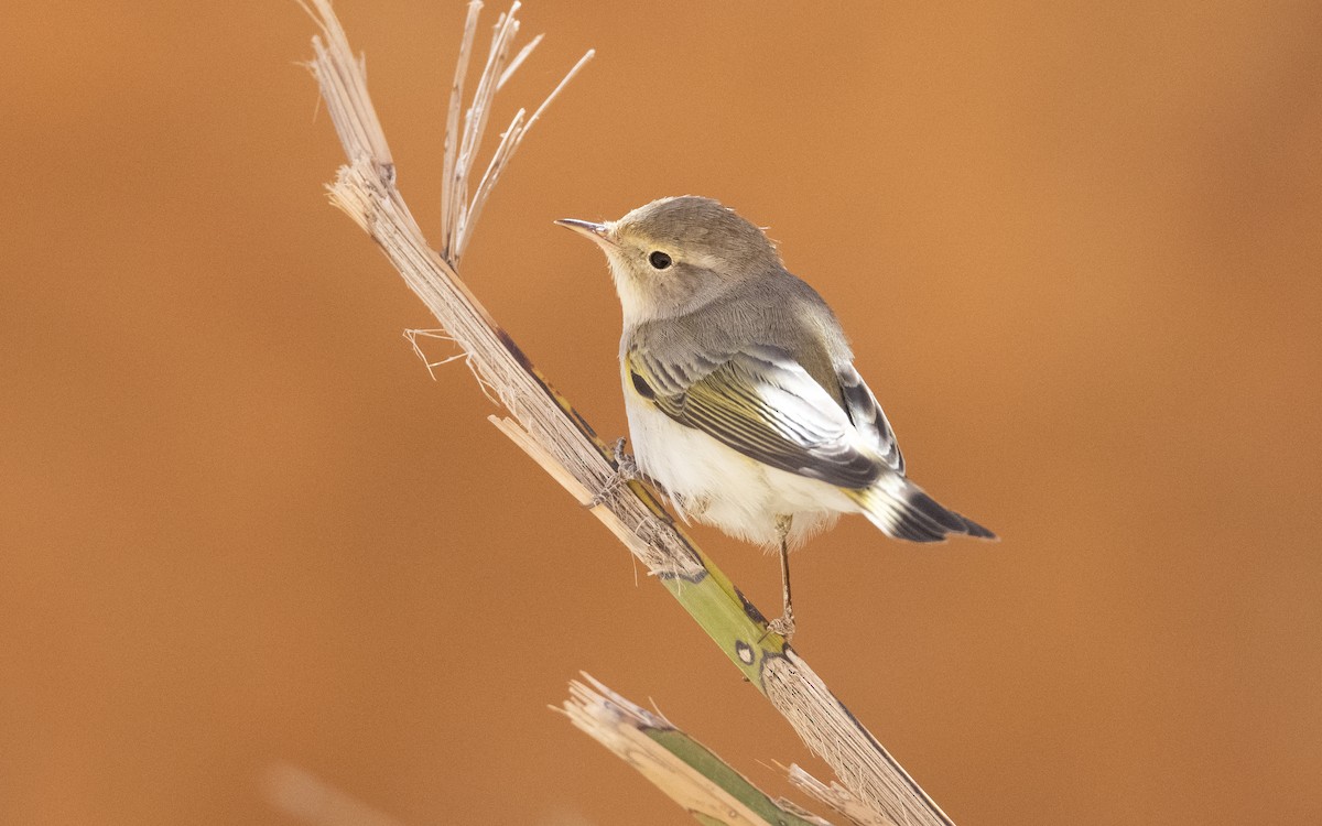 Western Bonelli's Warbler - ML634461084