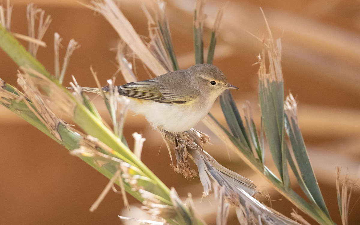 Western Bonelli's Warbler - ML634461085