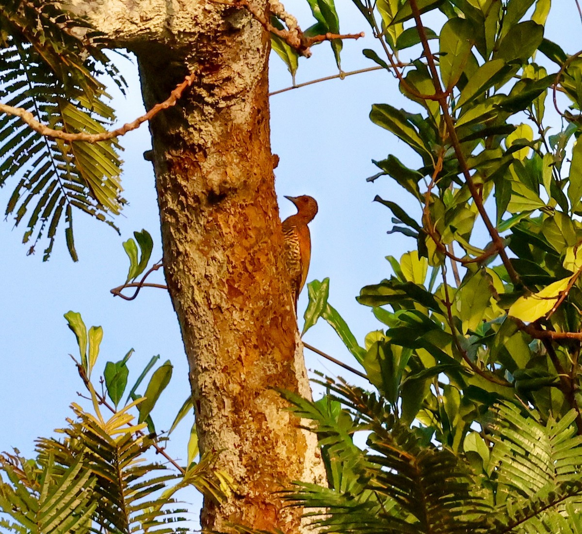 Green-backed Woodpecker - ML634461115
