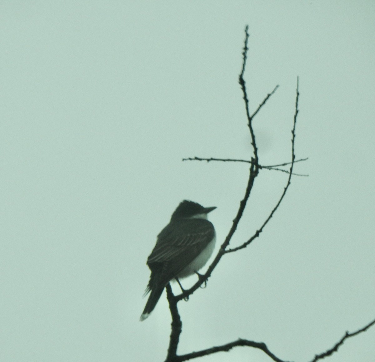 Eastern Kingbird - ML634461171