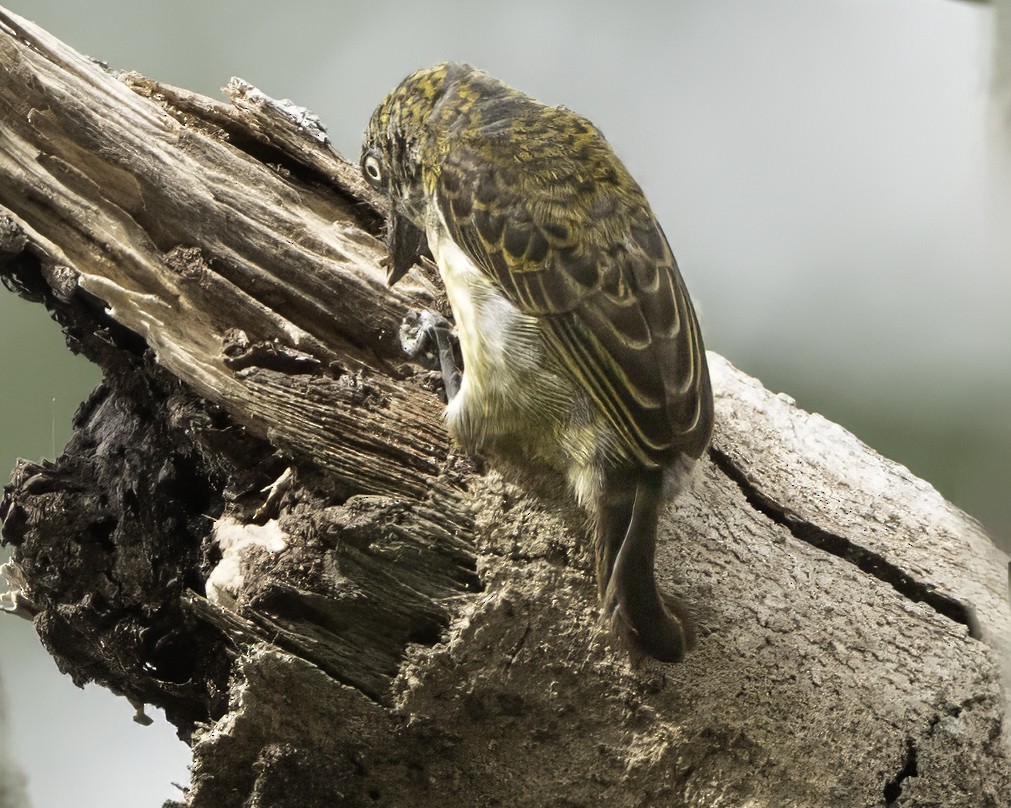 Speckled Tinkerbird - ML634461492