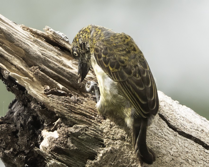 Speckled Tinkerbird - ML634461493
