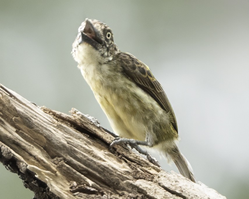Speckled Tinkerbird - ML634461494