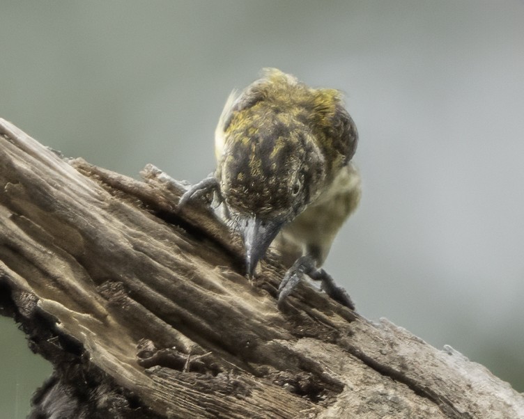 Speckled Tinkerbird - ML634461495