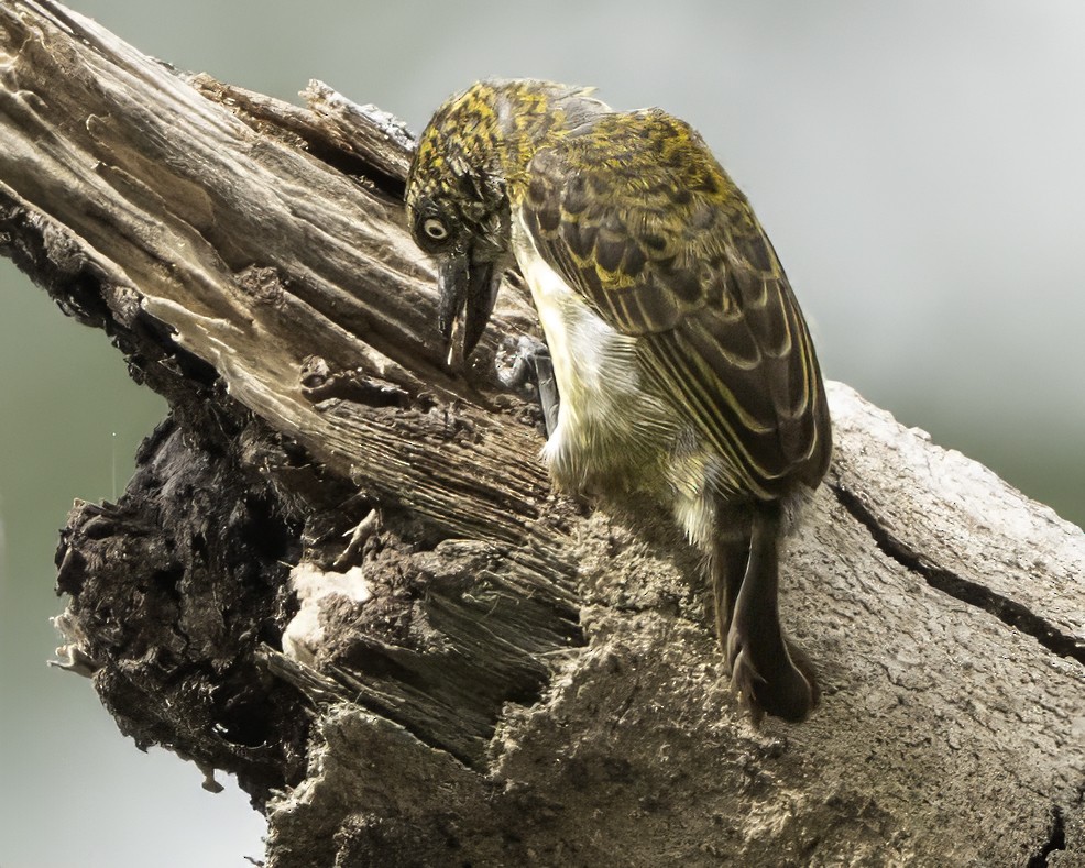 Speckled Tinkerbird - ML634461496