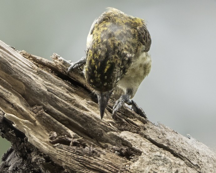 Speckled Tinkerbird - ML634461497