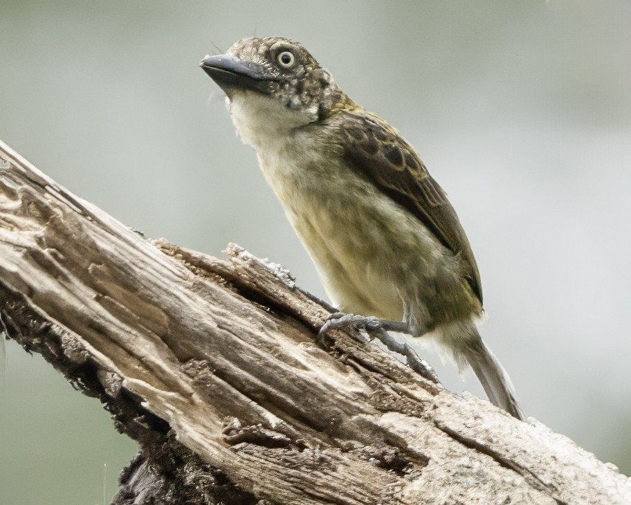 Speckled Tinkerbird - ML634461498