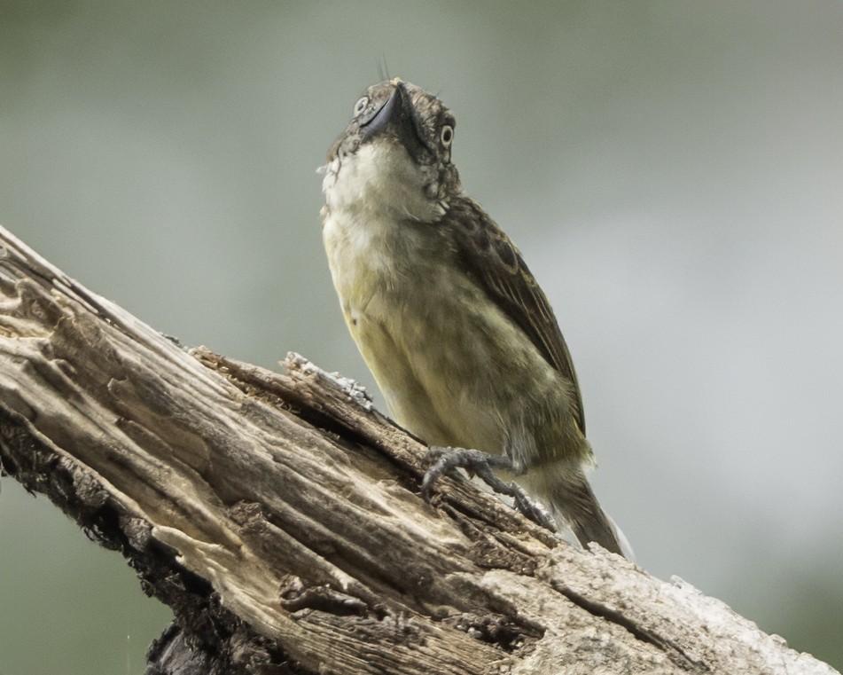 Speckled Tinkerbird - ML634461499