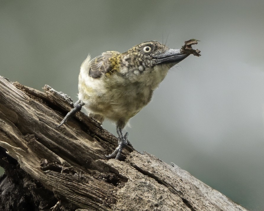 Speckled Tinkerbird - ML634461501
