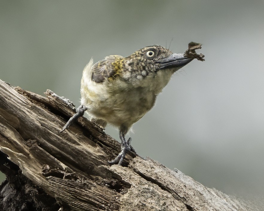 Speckled Tinkerbird - ML634461502