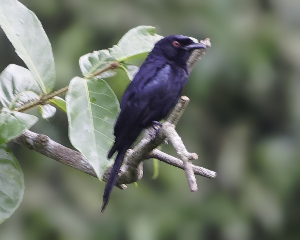 Velvet-mantled Drongo - ML634461619