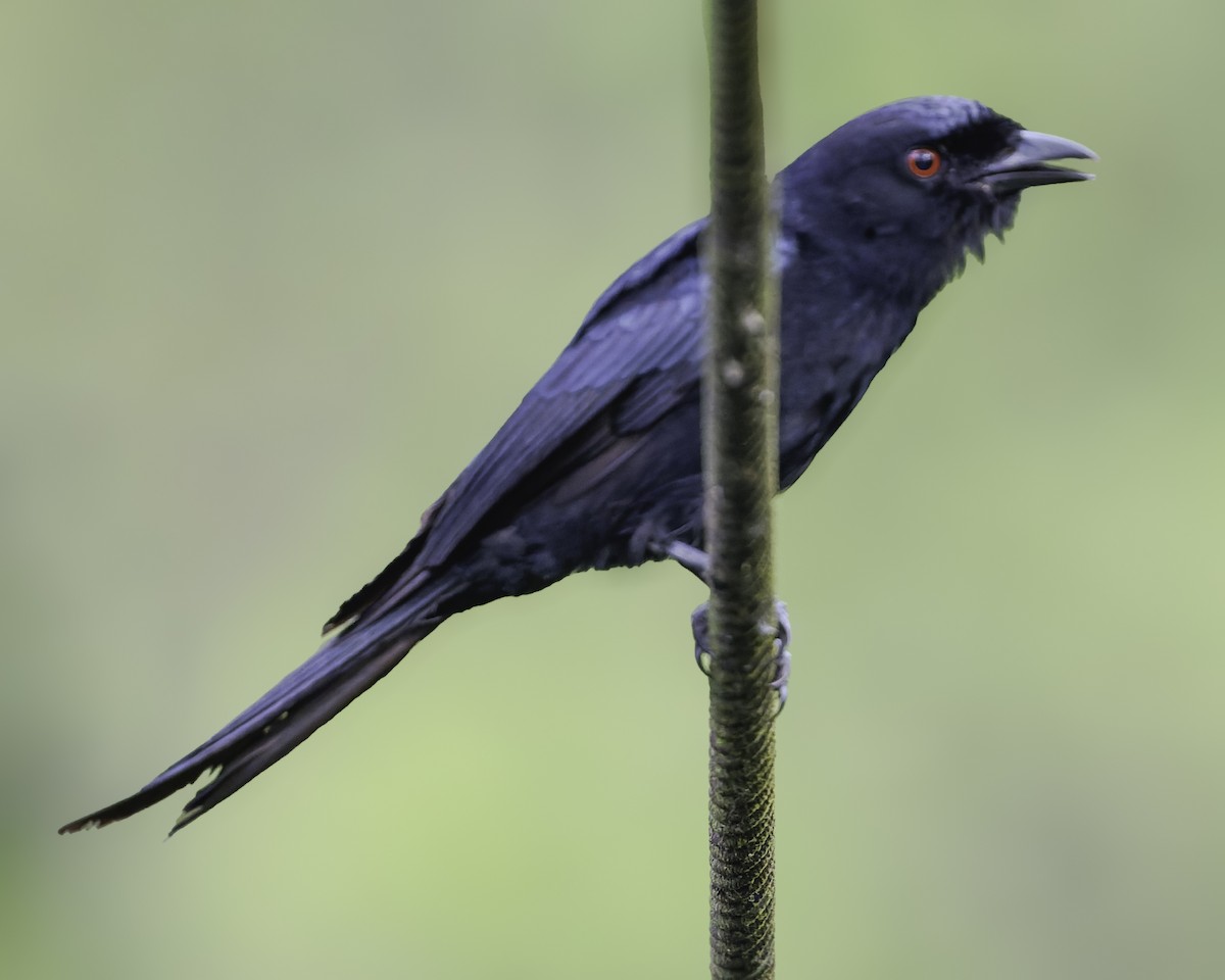 Velvet-mantled Drongo - ML634461620