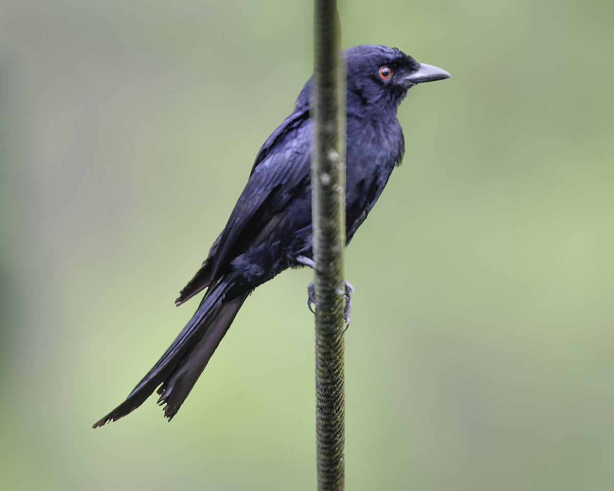 Velvet-mantled Drongo - ML634461621