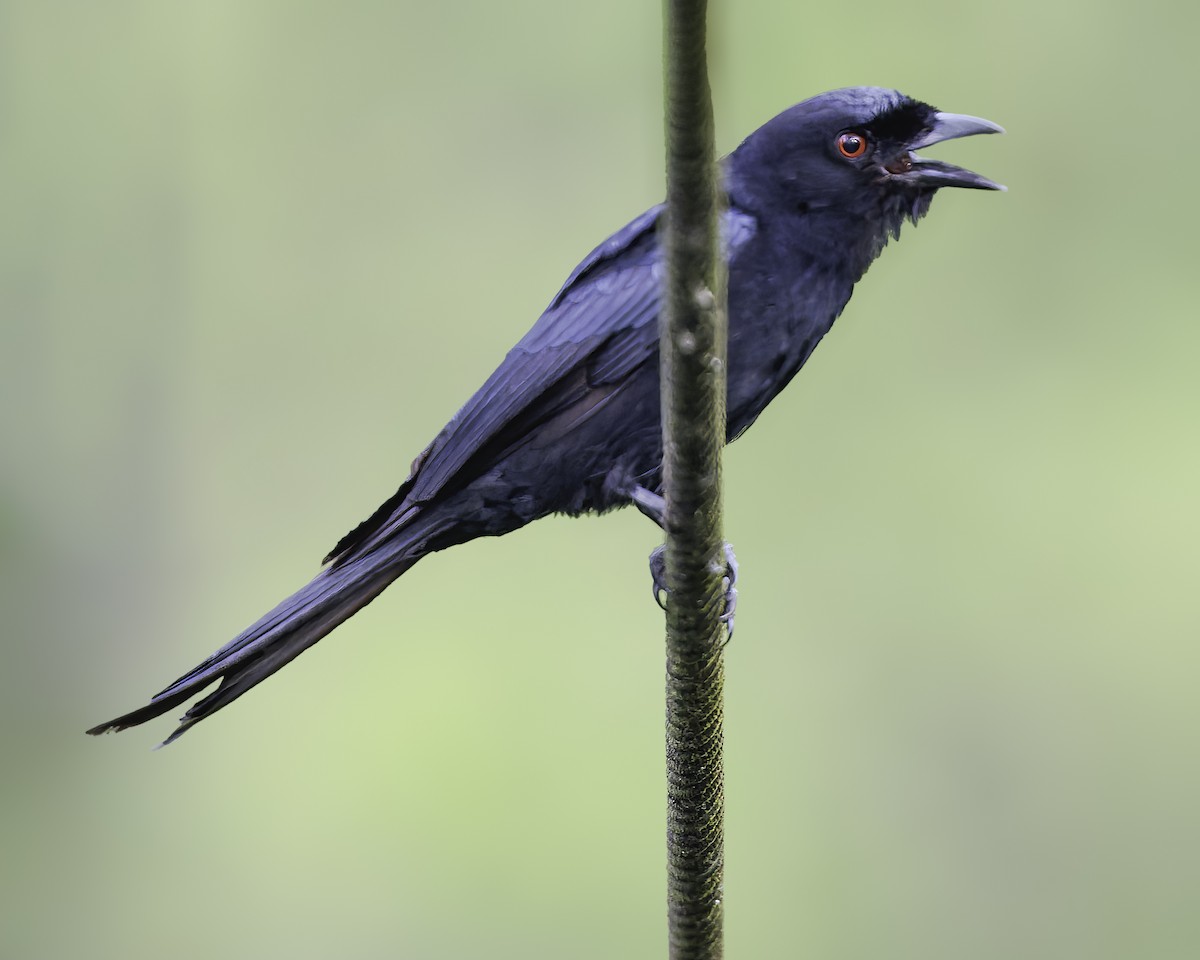Velvet-mantled Drongo - ML634461622