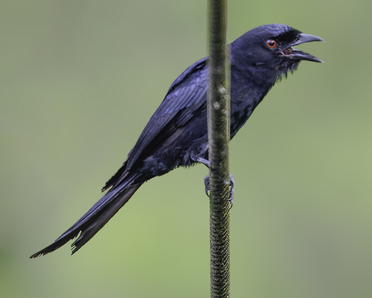Velvet-mantled Drongo - ML634461623