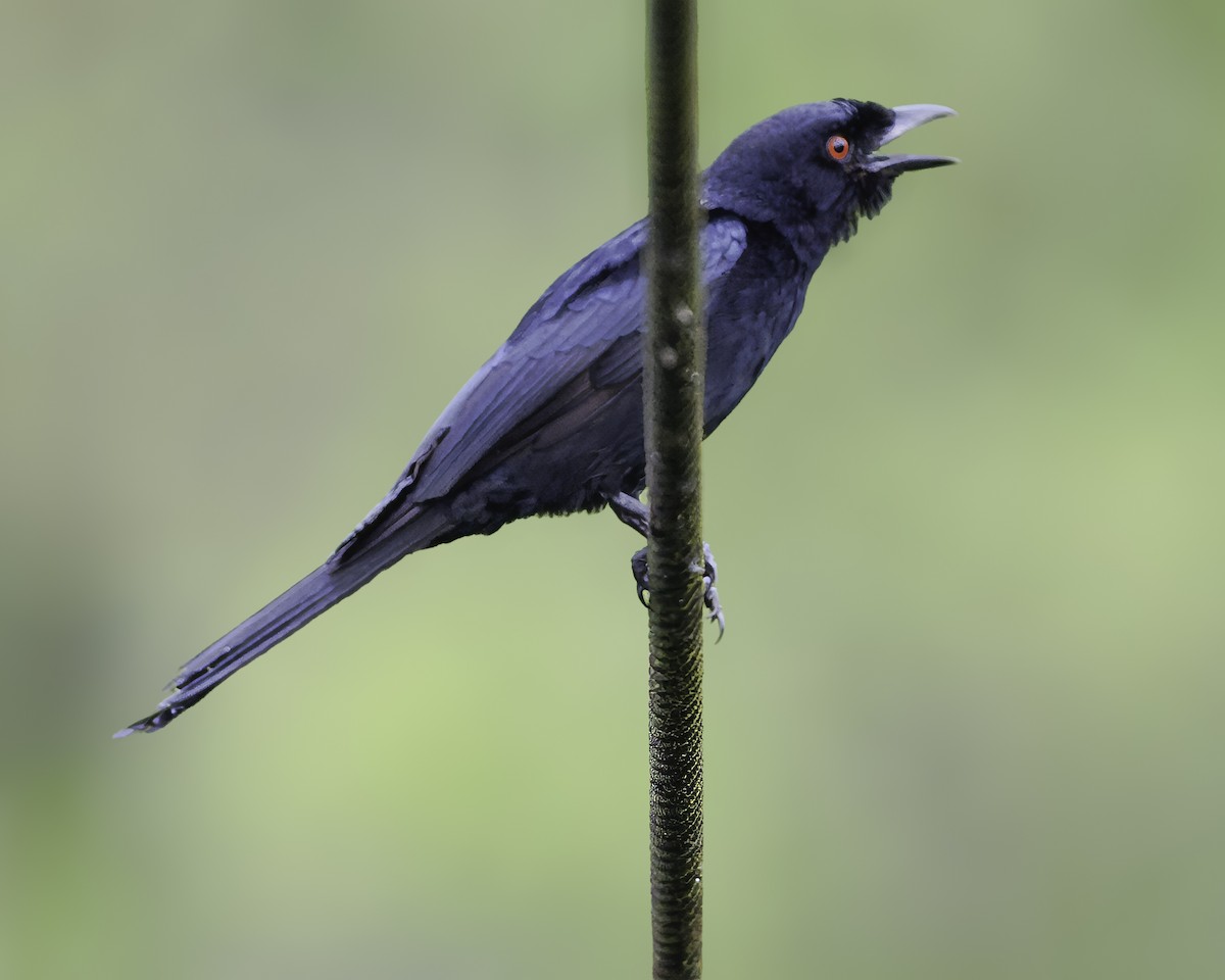 Velvet-mantled Drongo - ML634461624