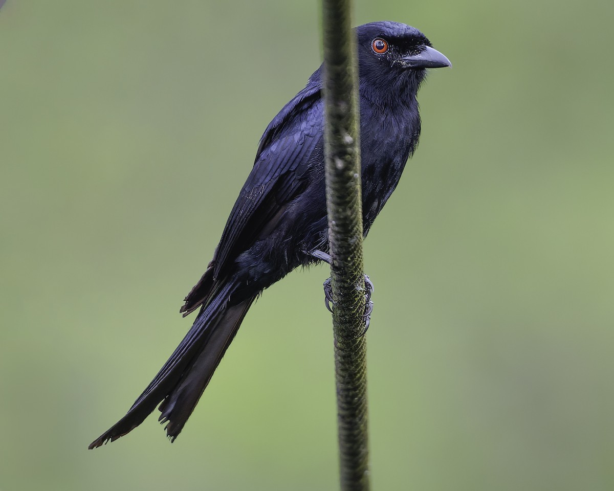 Velvet-mantled Drongo - ML634461625