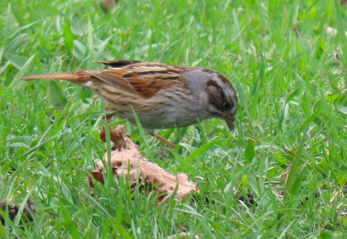 Swamp Sparrow - ML634461757