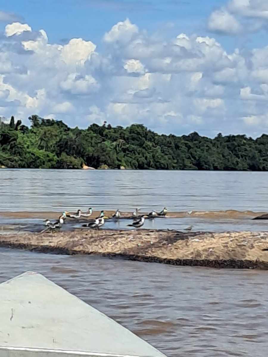 rybák amazonský - ML634461821