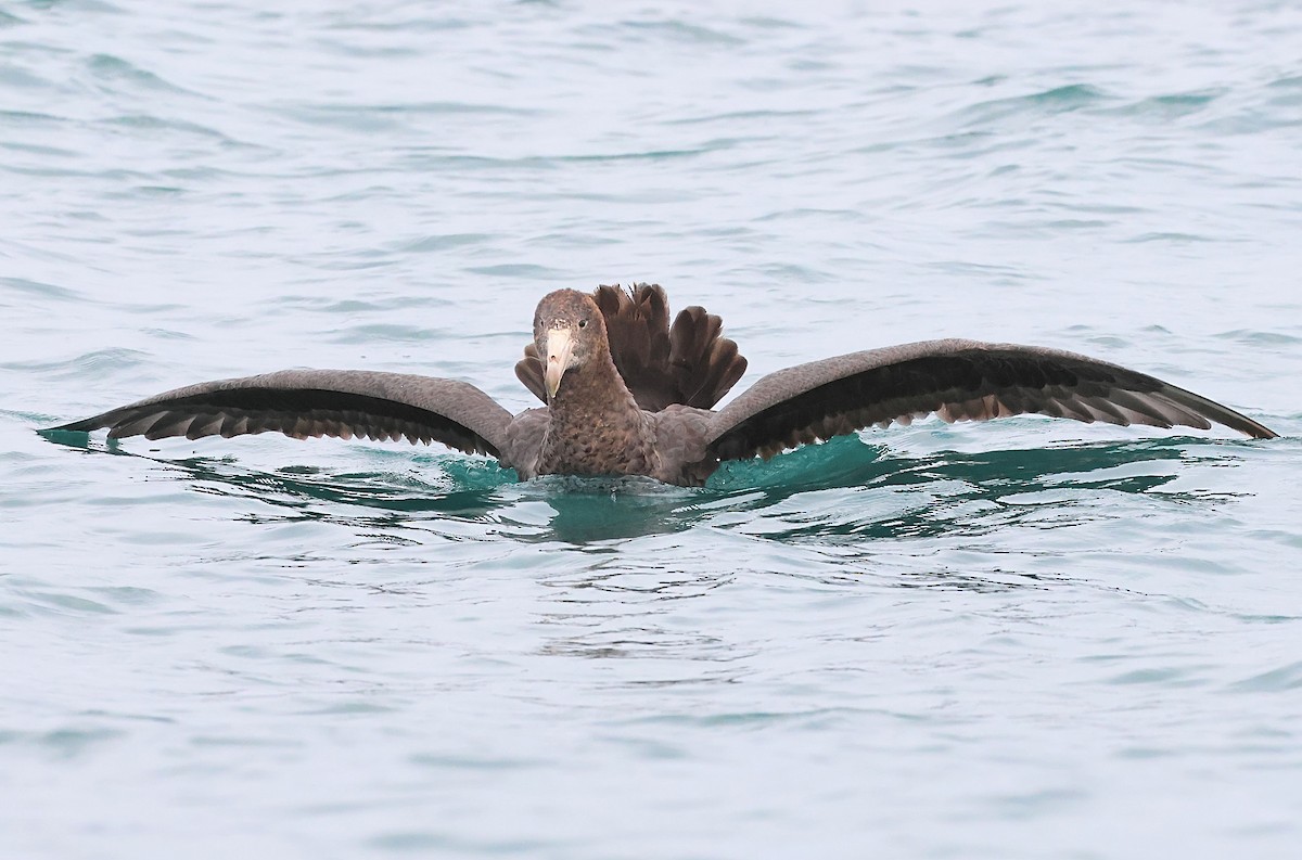 Northern Giant-Petrel - ML634461883