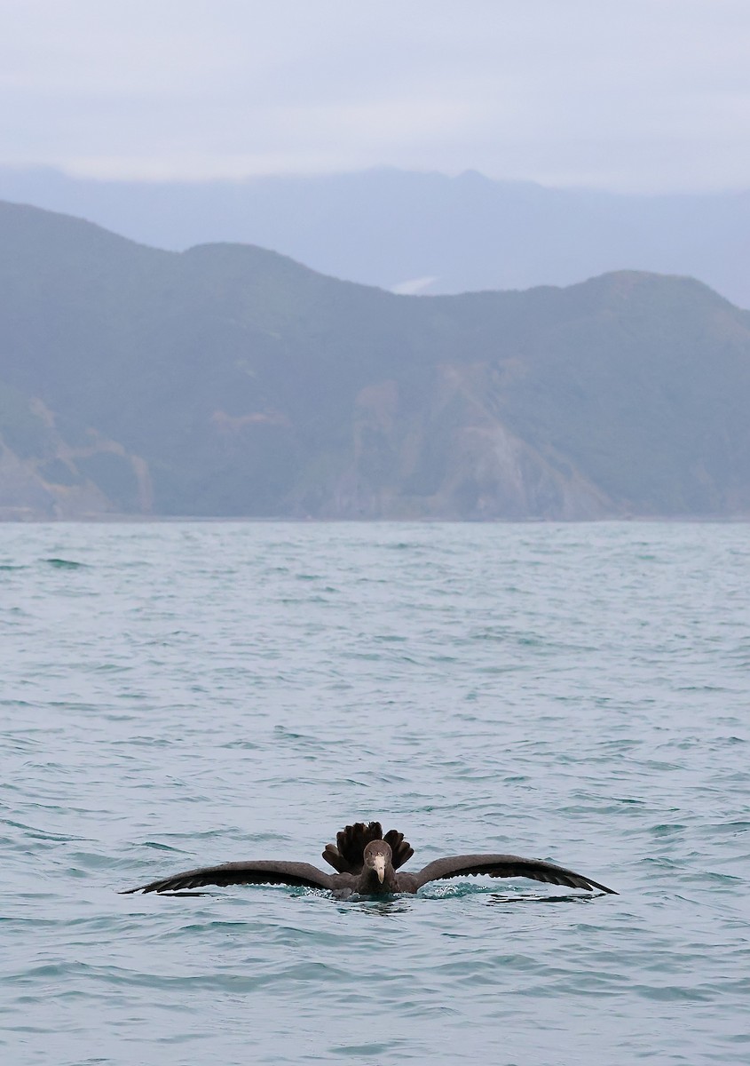Northern Giant-Petrel - ML634461885